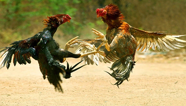 Fakta Keuntungan Bermain Sabung Ayam Online
